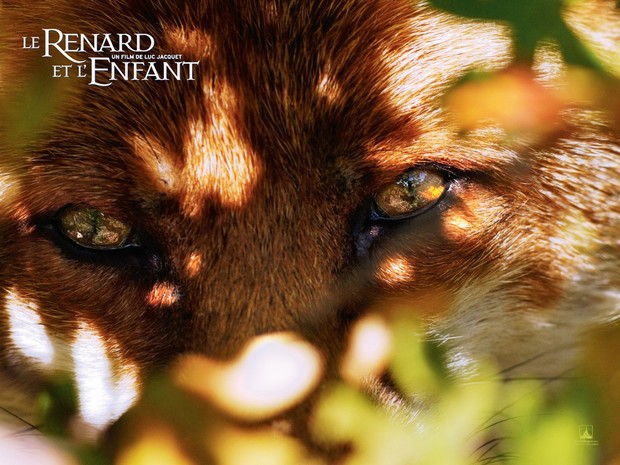 Le regard du renard